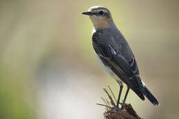 Image of Oenanthe oenanthe oenanthe (Linnaeus 1758)