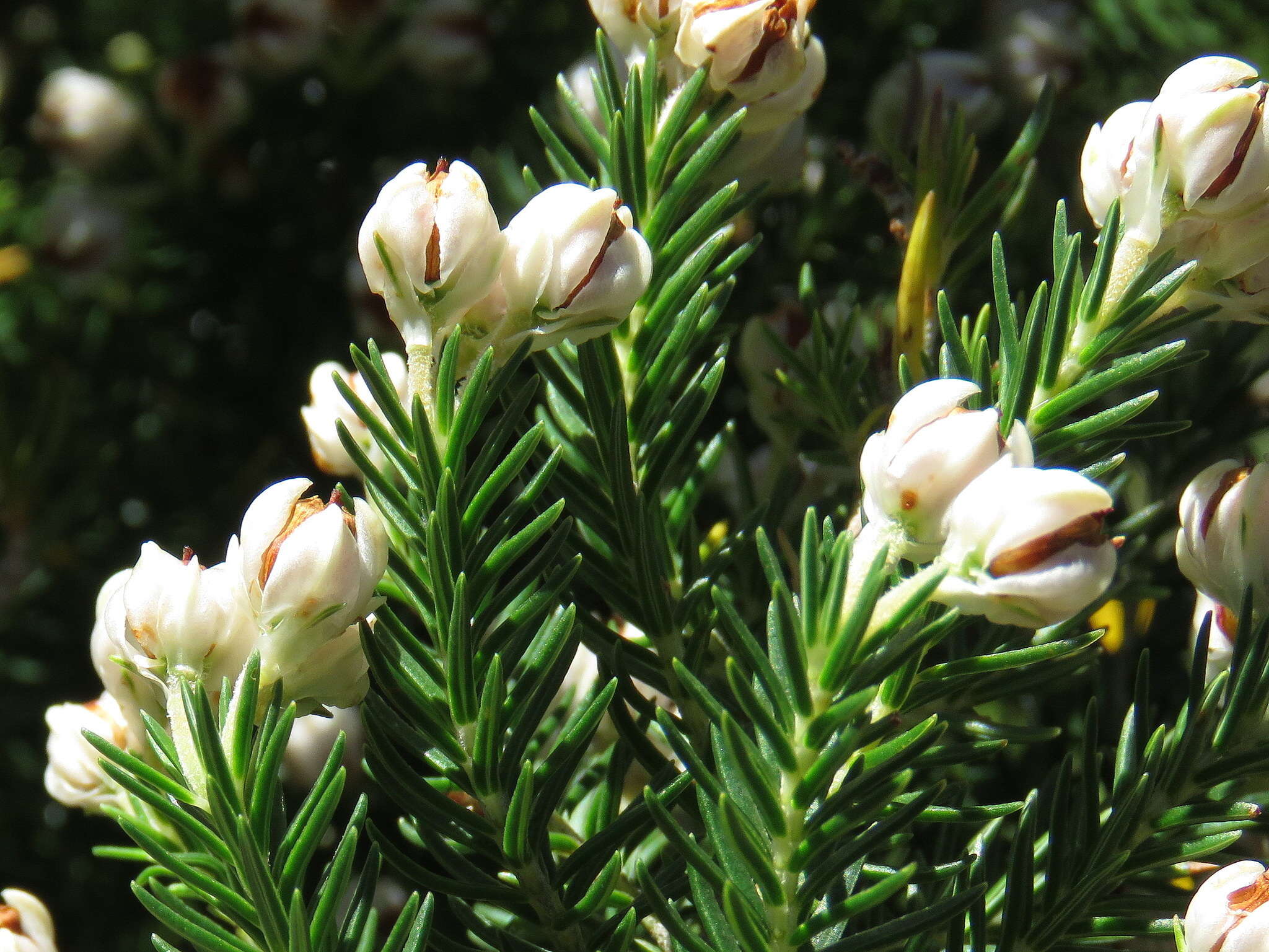 Image of Erica triflora L.