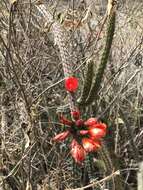 Corryocactus erectus (Backeb.) F. Ritter resmi