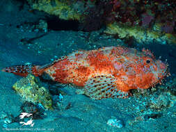 Image of Bigscale Scorpionfish