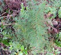 Image of Pteridium esculentum (G. Forst.) Nakai