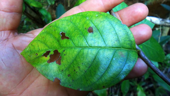 Image of <i>Malanea harleyi</i> J. H. Kirkbr.