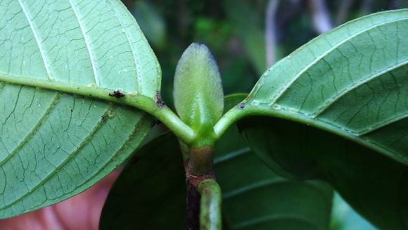 Image of <i>Malanea harleyi</i> J. H. Kirkbr.
