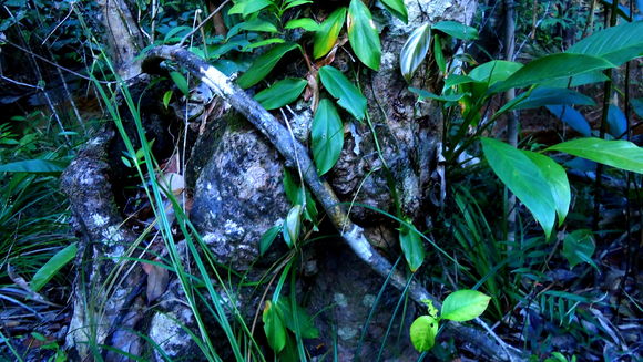 Image of <i>Malanea harleyi</i> J. H. Kirkbr.