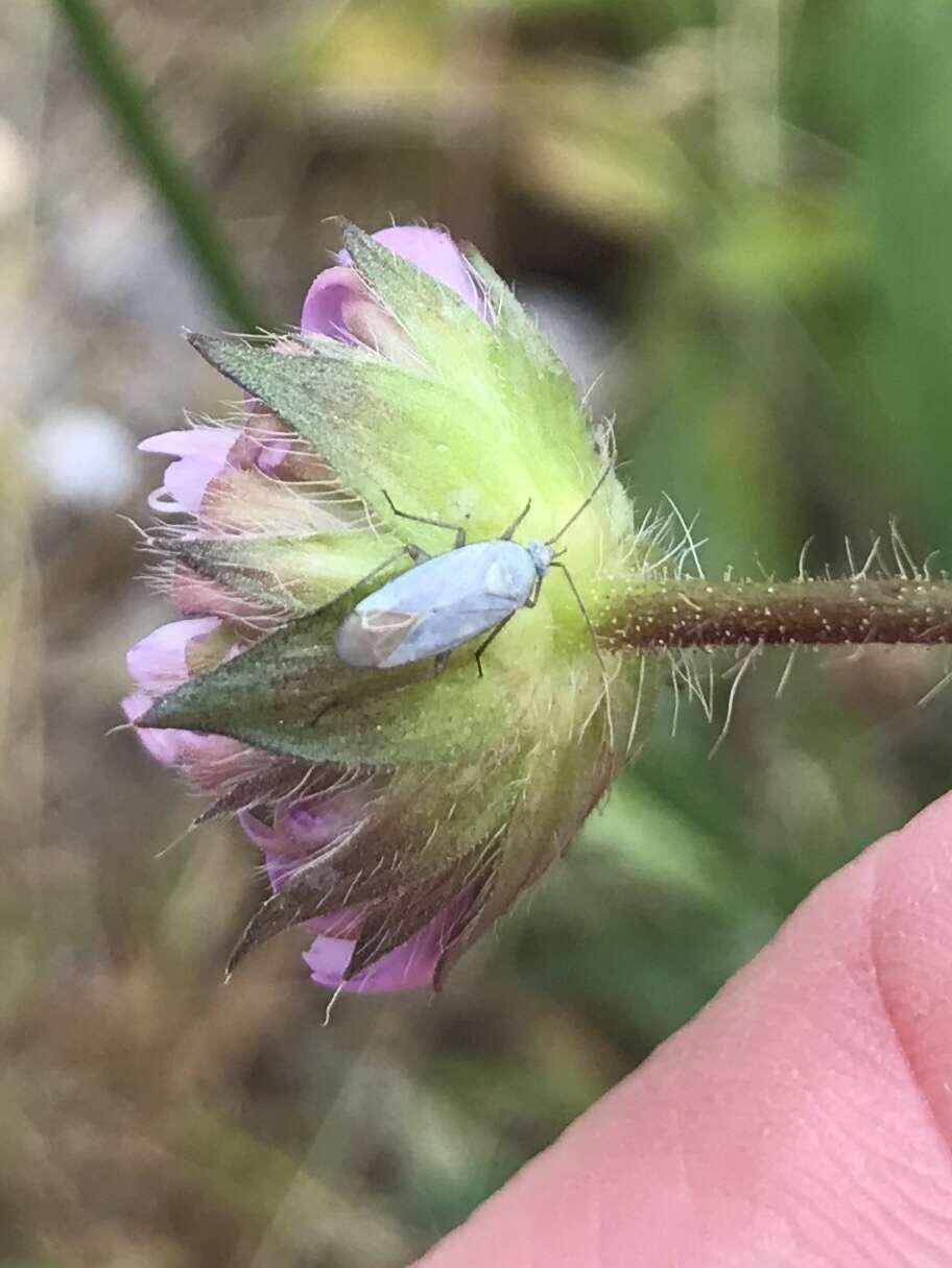 Sivun Placochilus kuva