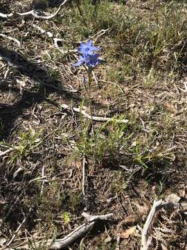 Image de Thelymitra crinita Lindl.