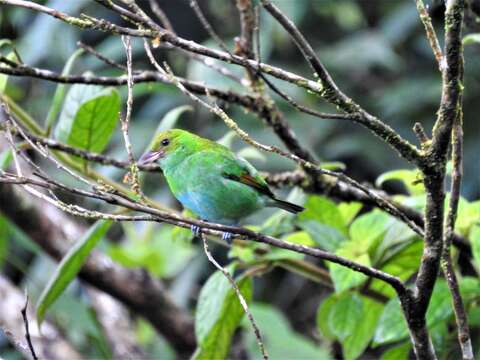 Image of Rufous-winged Tanager