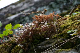 Image of Sedum brevifolium DC.