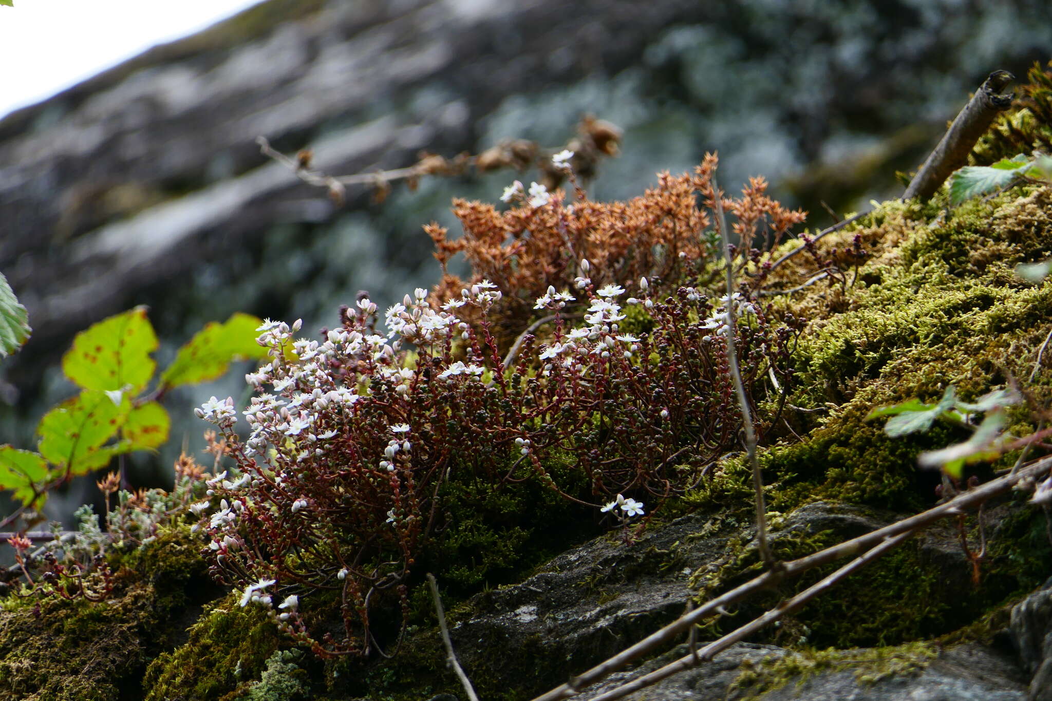 Imagem de Sedum brevifolium DC.