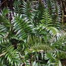 Image of Asplenium scleroprium Homb. & Jacq.