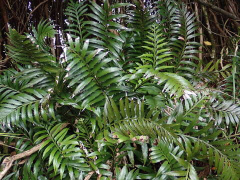 Plancia ëd Asplenium scleroprium Homb. & Jacq.