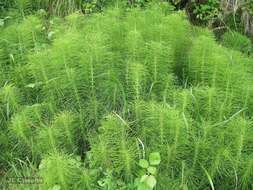 Image of Equisetum telmateia subsp. telmateia