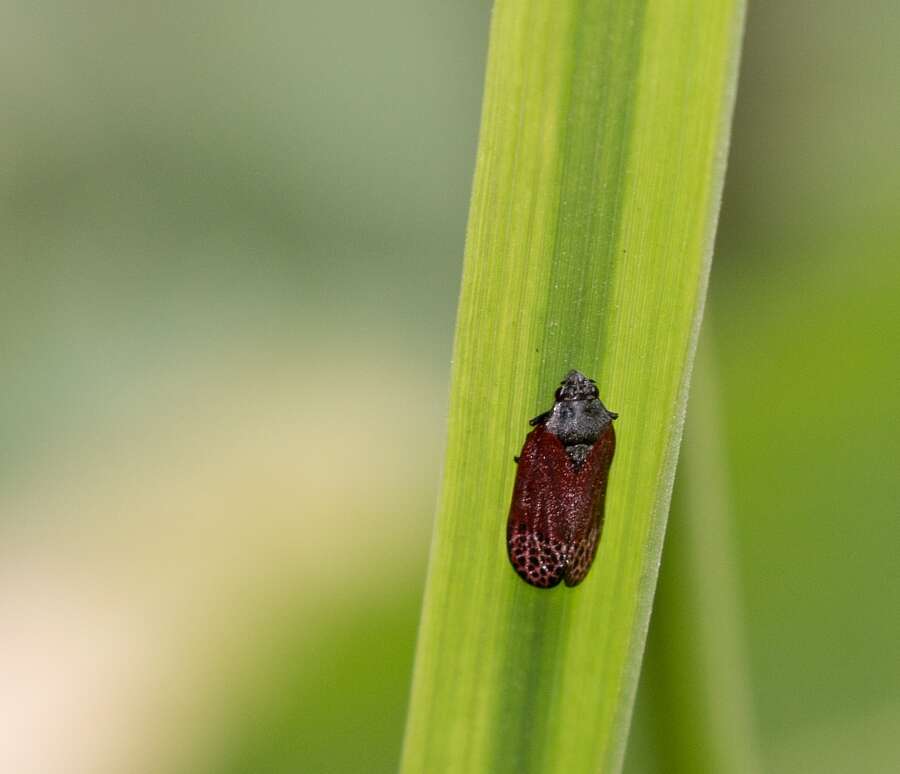 Image of Mahanarva (Mahanarva) rubripennis (Schmidt 1922)