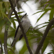 Image of Pied Triller