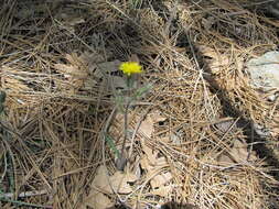 Image of yellow hawkweed