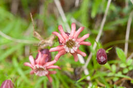 Image of Silene morrisonmontana (Hayata) Ohwi & H. Ohashi