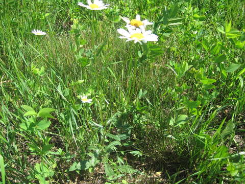 صورة Leucanthemum ircutianum (Turcz.) DC.