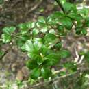 Image of Puerto Rico indigoberry