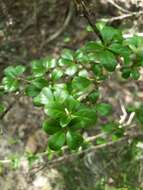 Image of Puerto Rico indigoberry