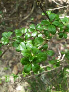 Image of Puerto Rico indigoberry