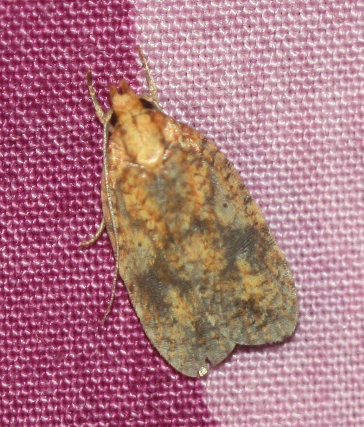 Image of Four-dotted Agonopterix