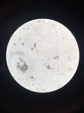 Image of Ceratium furcoides