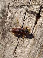 Image of Polistes buyssoni Brethes 1909