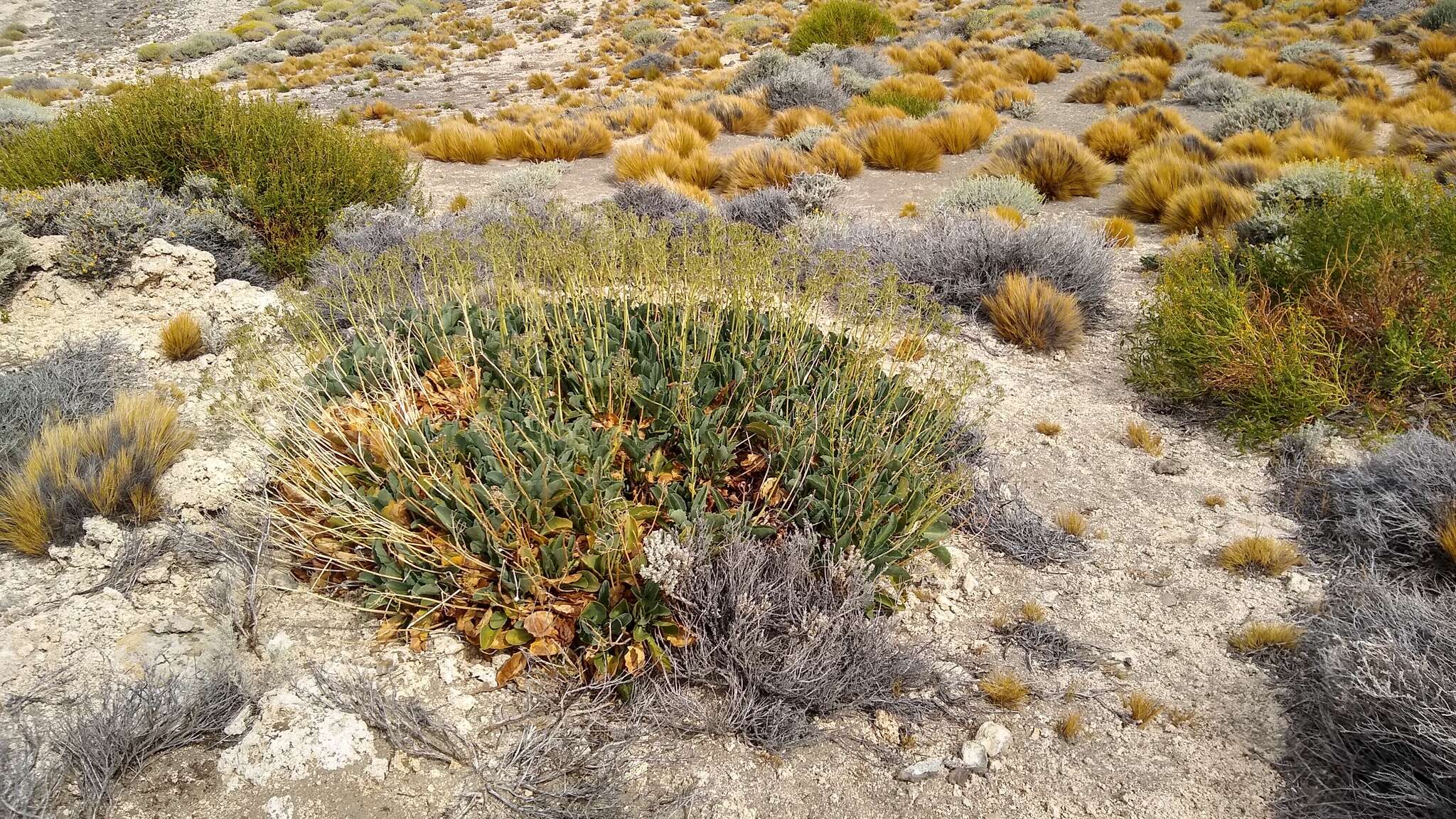 Image of Valeriana carnosa Sm.