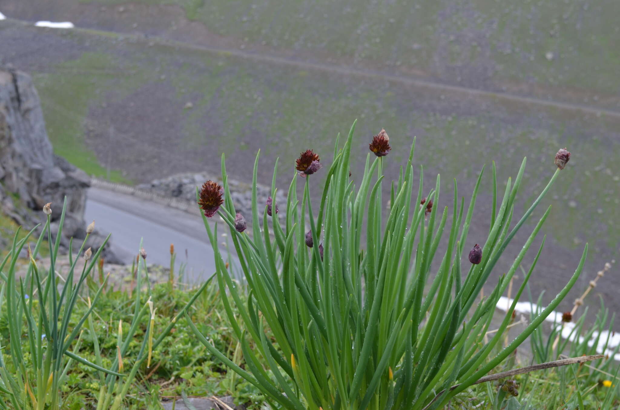 Image of Allium atrosanguineum Schrenk