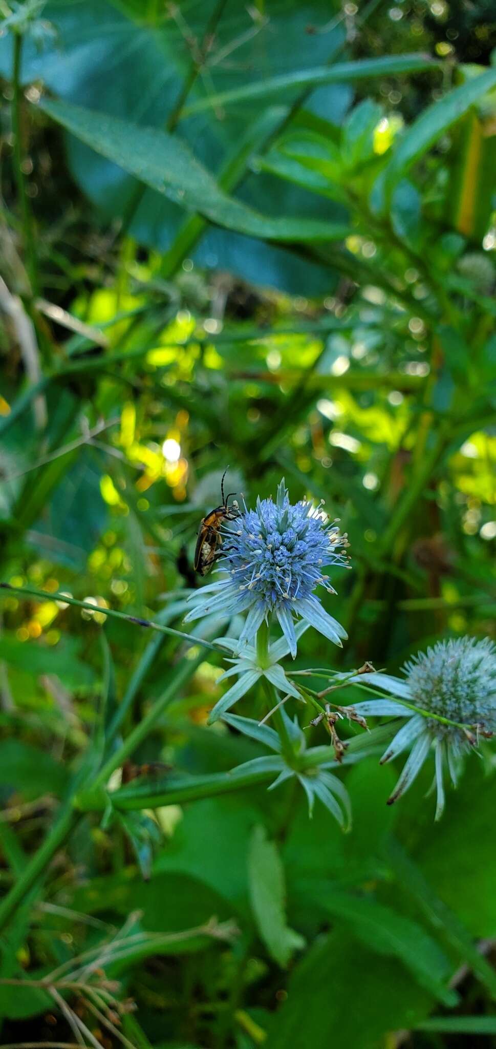 Image de Eryngium aquaticum L.