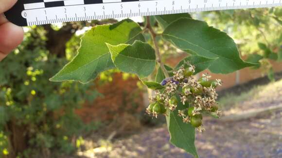 Image of Ehretia latifolia Loisel.