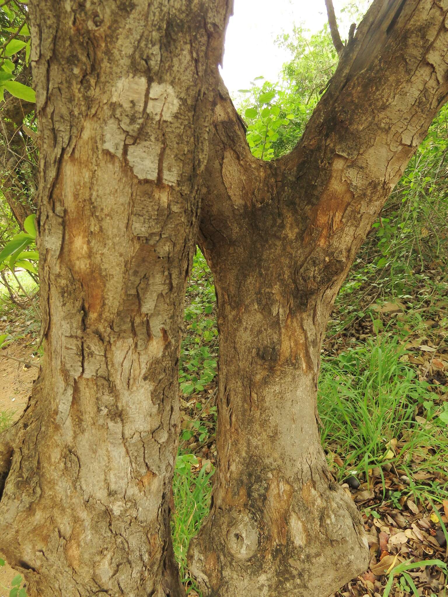 Imagem de Oncoba spinosa Forsk.