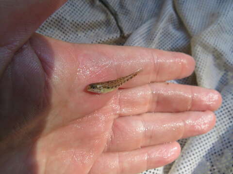 صورة Etheostoma duryi Henshall 1889