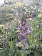 Image of Stachys arabica Hornem.