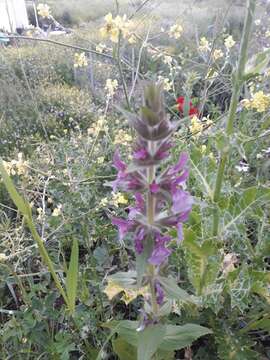 Слика од Stachys arabica Hornem.