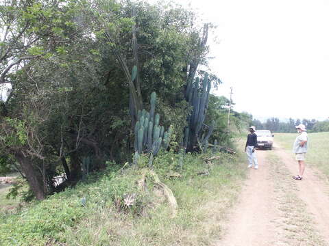 Image de Cereus jamacaru DC.