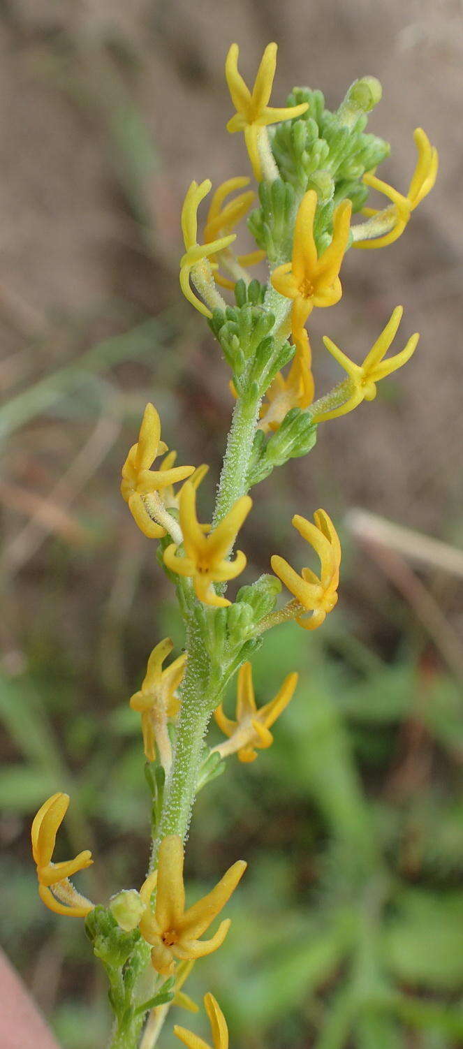 Image of Manulea cheiranthus (L.) L.