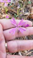 Plancia ëd Clarkia biloba subsp. biloba