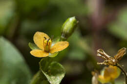 Image of Changing Color Dewflower