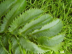 Image de Melianthus major L.