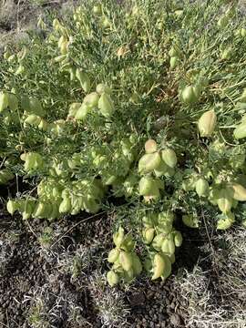 Sivun Astragalus allochrous A. Gray kuva