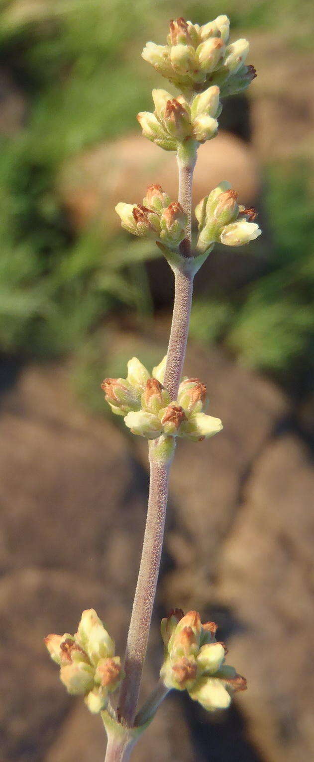 Image of <i>Crassula <i>nudicaulis</i></i> var. nudicaulis