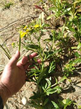 Sivun Senecio matatini subsp. basinudus (Ornduff) Courtney, de Lange & Pelser kuva