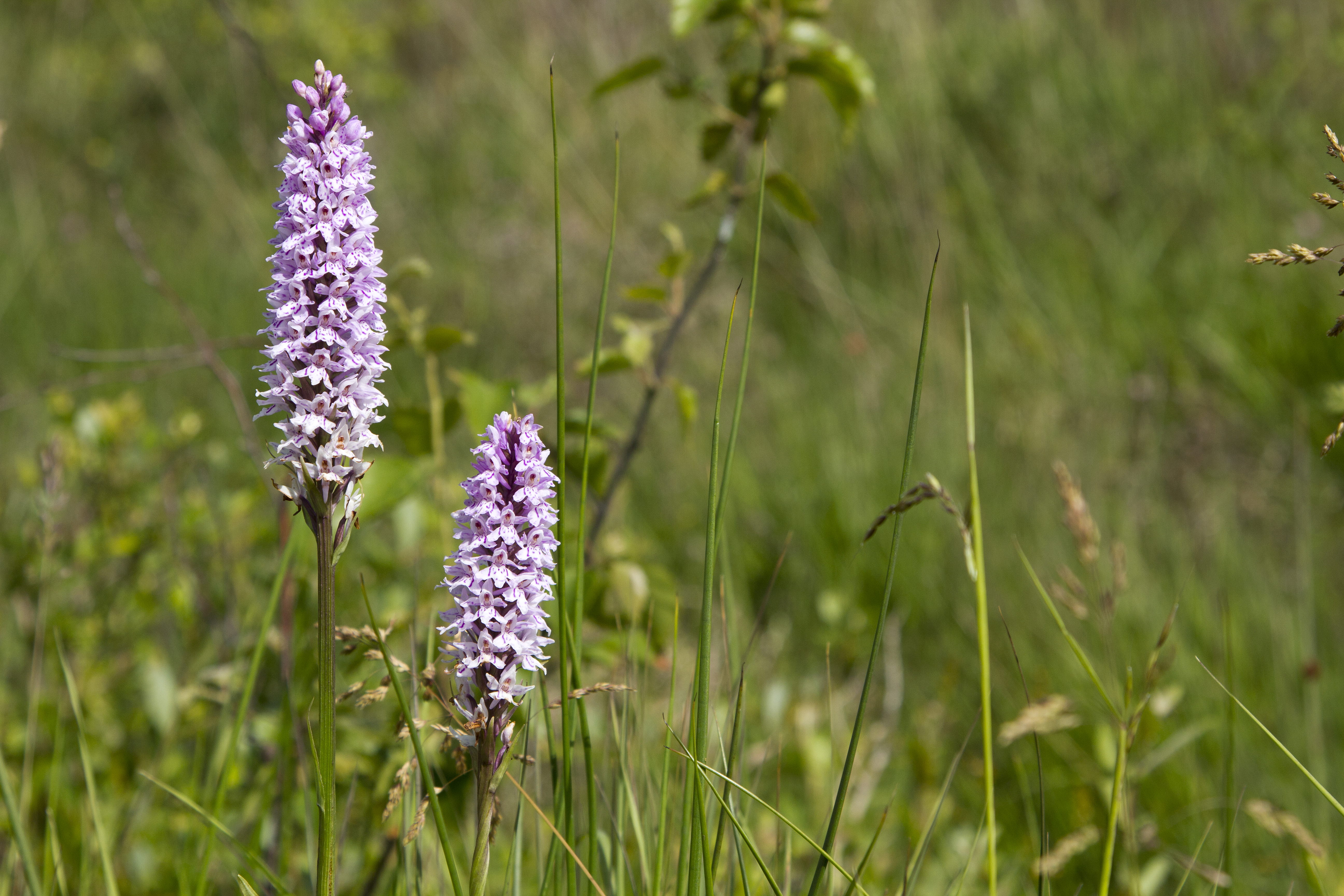 Dactylorhiza fuchsii (rights holder: Chris Moody)