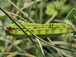 Image of Winged Pea