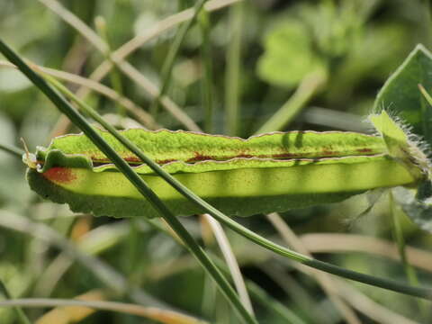 Image of Winged Pea