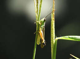 Image of Ceracris nigricornis Walker & F. 1870