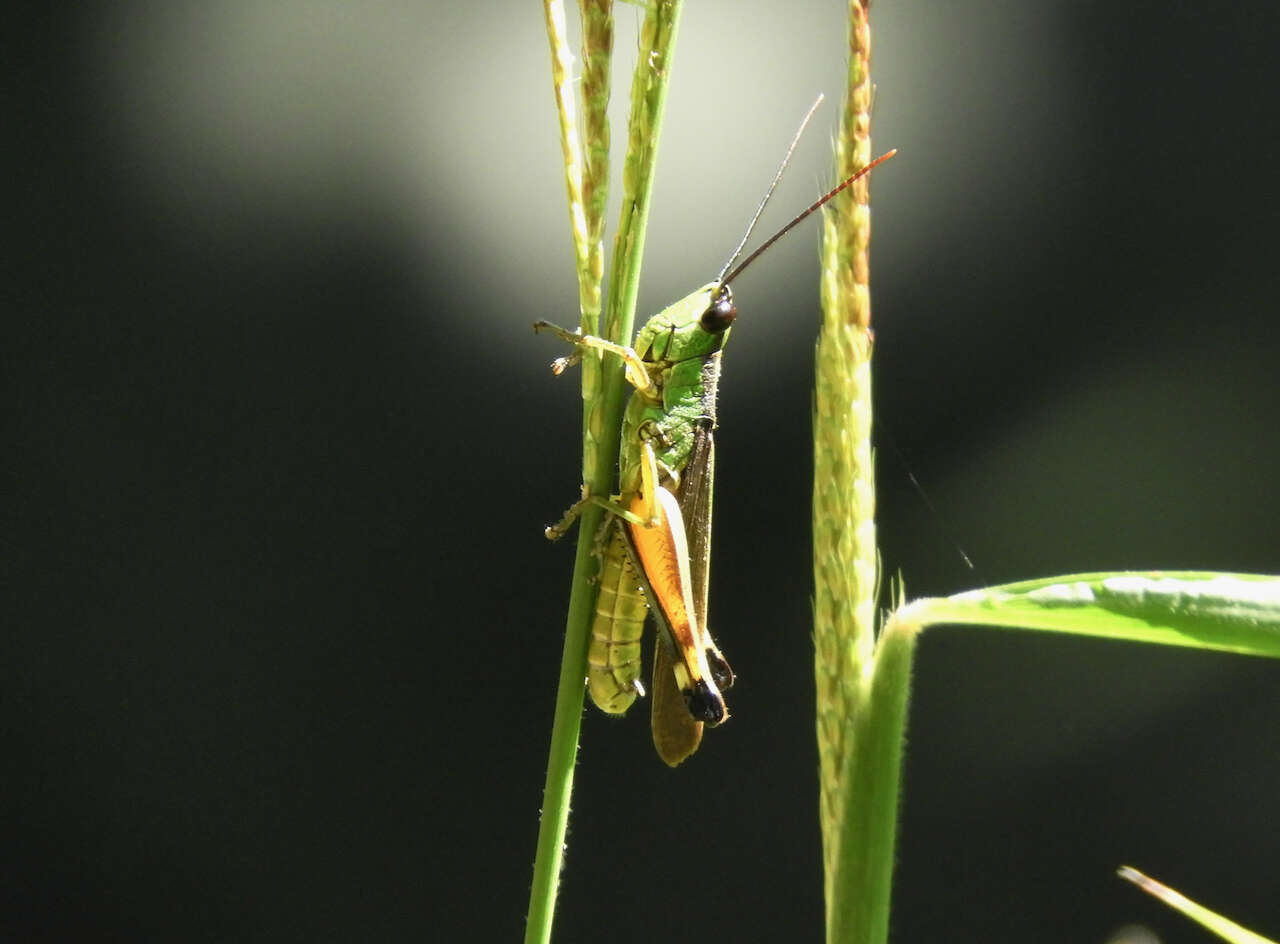 Image of Ceracris nigricornis Walker & F. 1870