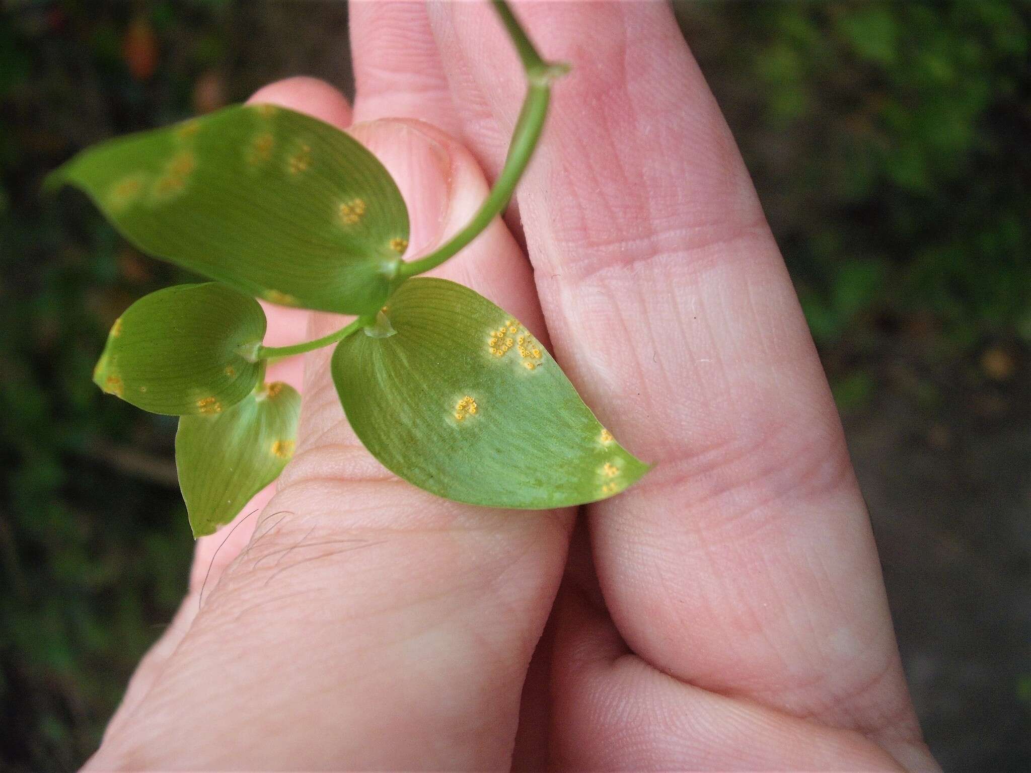 Image of Puccinia myrsiphylli (Thüm.) G. Winter 1884