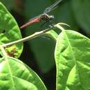 Image de Onychothemis abnormis Brauer 1868